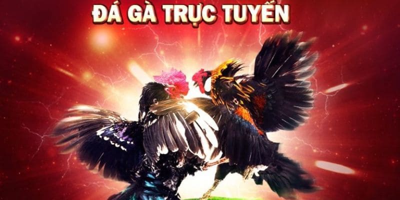 Tổng quan về sảnh cược Đá gà PG66