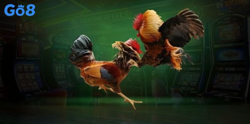 Các loại cược phổ biến khi chơi đá gà Go8 bạn cần biết