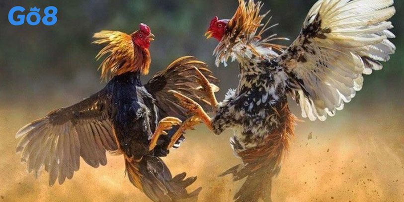 Top chiến thuật cược đá gà Go8 giúp tăng khả năng thắng
