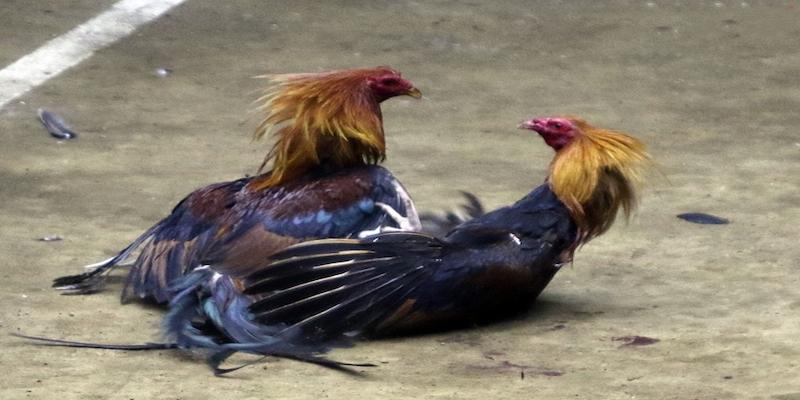 Tổng quan về đá gà trực tiếp Daga88