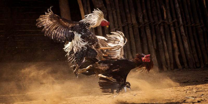 Bí quyết chọn kèo chọi kê dễ thắng từ chuyên gia