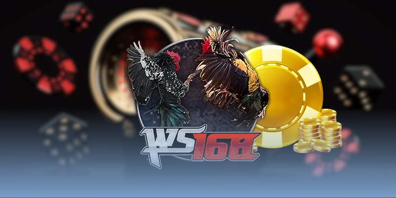 Đá gà MCW với hệ thống kèo trực quan dễ phân tích