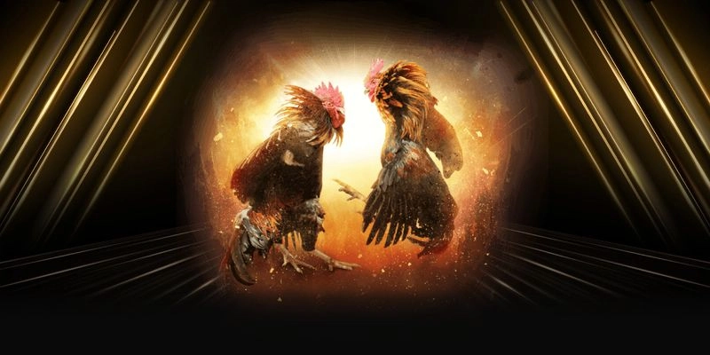 Nguồn gốc và lịch sử hình thành của đá gà topbet